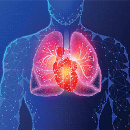 graphic of a human body with lungs and heart