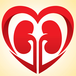 graphic representing the heart and kidneys