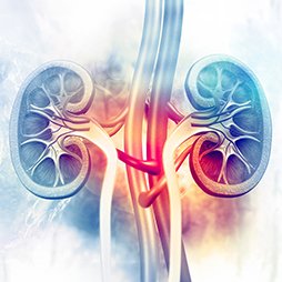graphic of human kidney glands