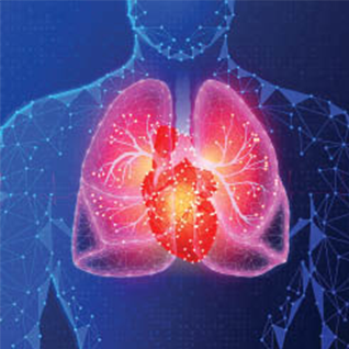 illustration of human torso with lungs and heart